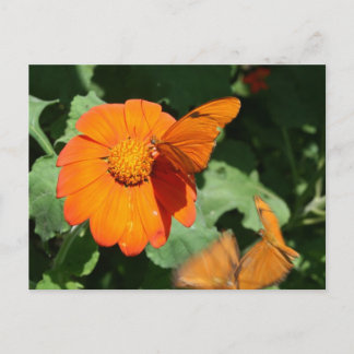 Cartão Postal Borboleta laranja única em uma única flor laranja