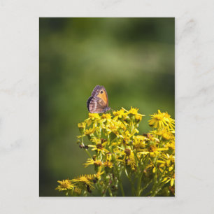 Cartão Postal Borboleta Marrom-prateada em flores de verme