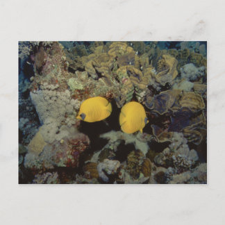 Cartão Postal Borboleta mascarada001-01