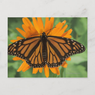 Cartão Postal Borboleta monarca (Danaus plexippus) no pote