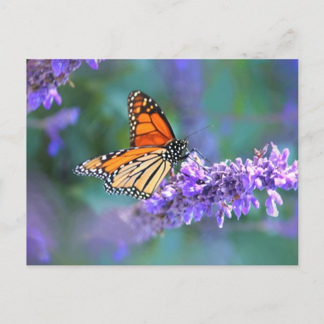 Cartão Postal Borboleta Monarca em Flor de Lilás Roxo (Frente)