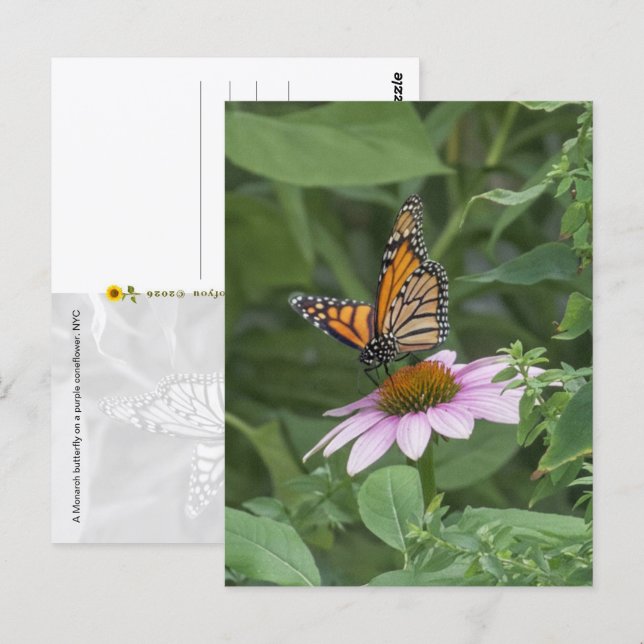 Cartão Postal Borboleta Monarca em uma Flor de Cone Roxa, NYC  - (Frente/Verso)
