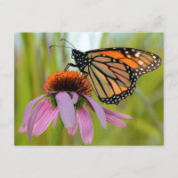 Borboleta Monarca na Foto do Coneflower Roxo