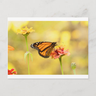 Cartão Postal Borboleta Monarca na Zinnia