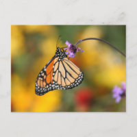 Borboleta Monarch para pólen