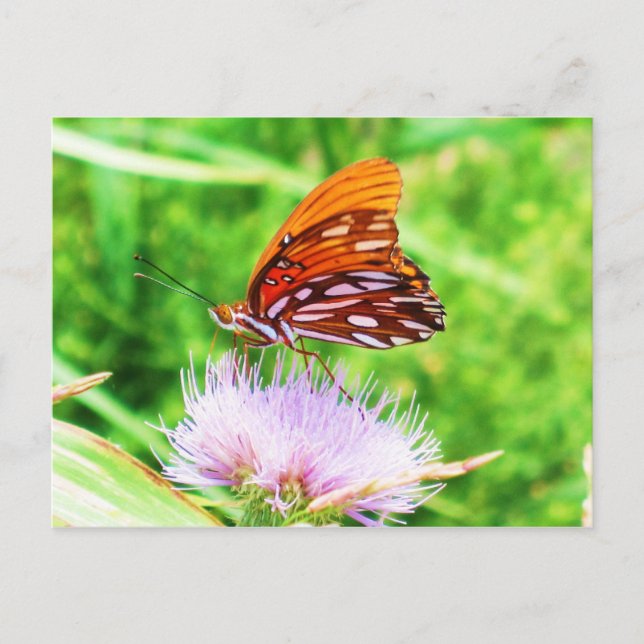 Cartão Postal Borboleta na flor (Frente)