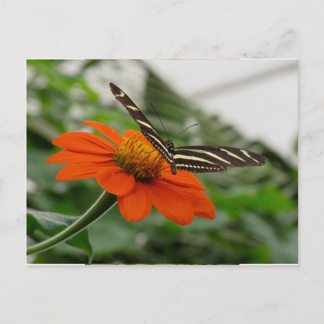 Cartão Postal Borboleta na Flor Laranja (Frente)
