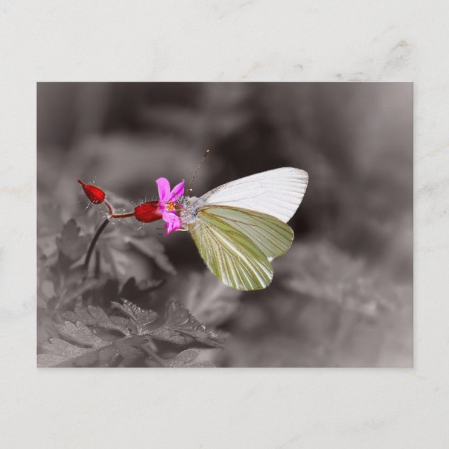 Cartão Postal Borboleta Na Flor Rosa (Frente)