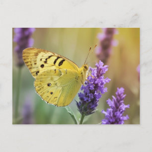 Cartão Postal Borboleta na Lavanda