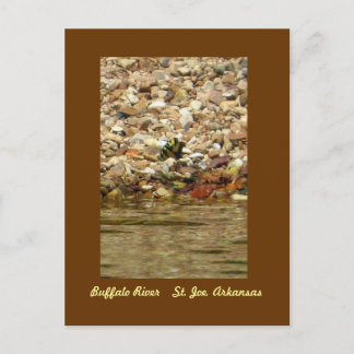 Cartão Postal Borboleta no búfalo