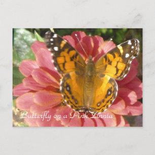 Cartão Postal Borboleta num Zinnia Rosa