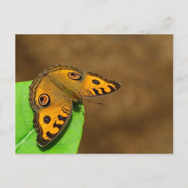 Cartão Postal Borboleta Pansy Peacock (Frente)