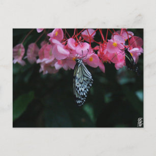 Cartão Postal Borboleta Pendurada em Flores