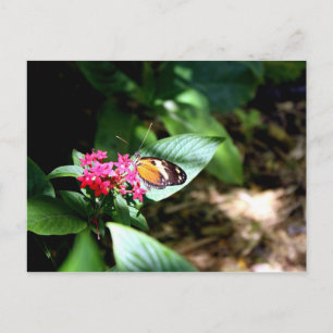 Cartão Postal Borboleta Preta e Laranja