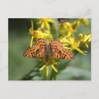 Borboleta Preta e Laranja nas Flores Amarelas