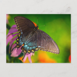 Cartão Postal Borboleta Preta Swallowtail, Ohio