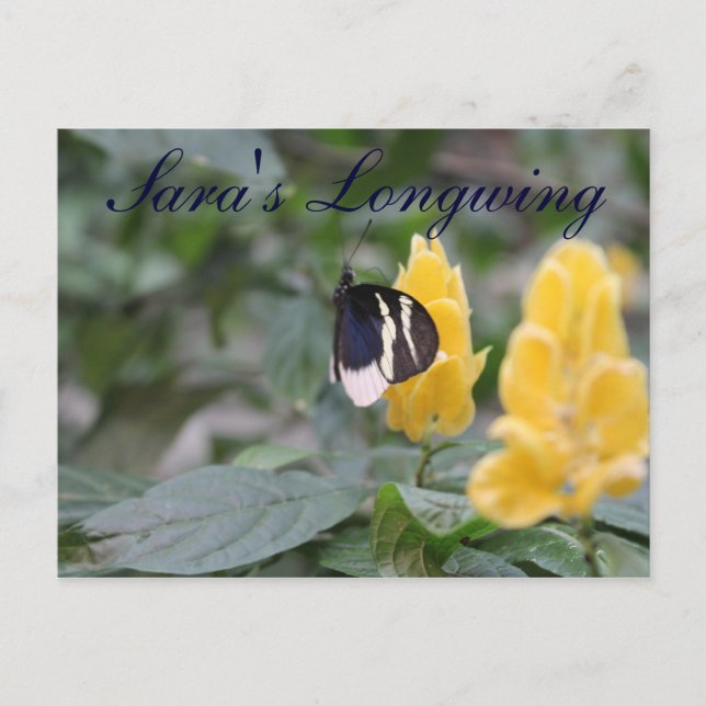 Cartão Postal Borboleta Sara Longwing # 1 (Frente)