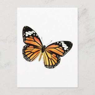 Cartão Postal Borboleta Schmetterling