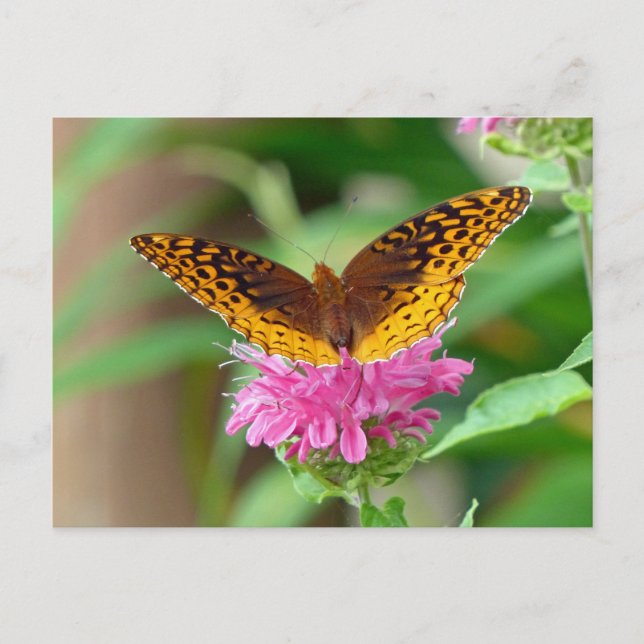 Cartão Postal Borboleta Silvery Checkerspot (Frente)