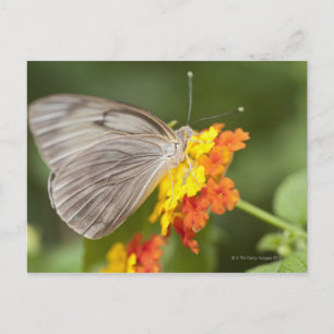 Cartão Postal Borboleta simples em flores amarelas e vermelhas