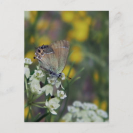 Cartão Postal Borboleta-skipper em uma flor