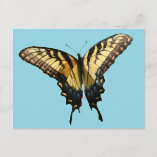 Cartão Postal Borboleta Swallowtail III Linda Foto Colorida