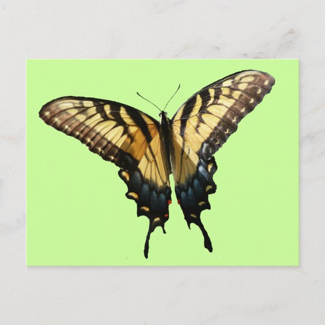 Cartão Postal Borboleta Swallowtail III Linda Foto Colorida (Frente)