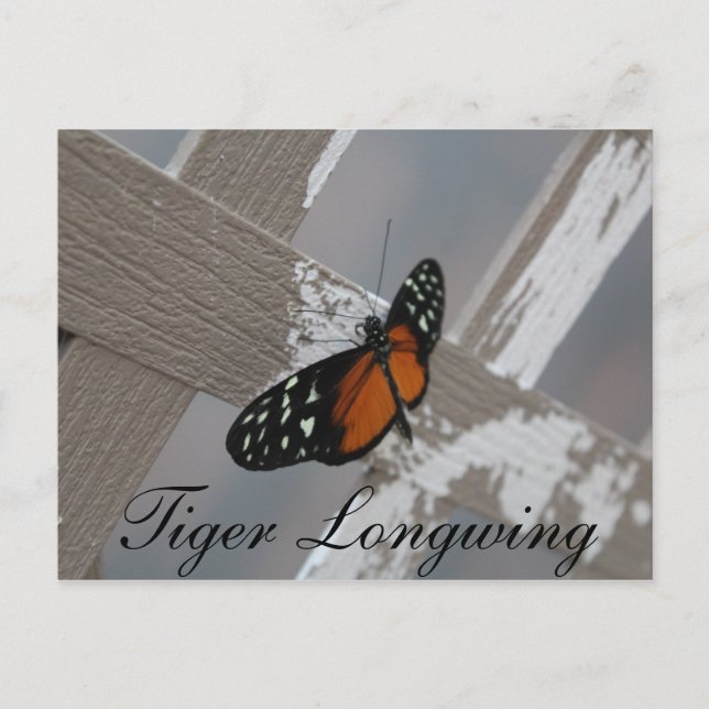 Cartão Postal Borboleta Tigre Longwing # 1 (Frente)
