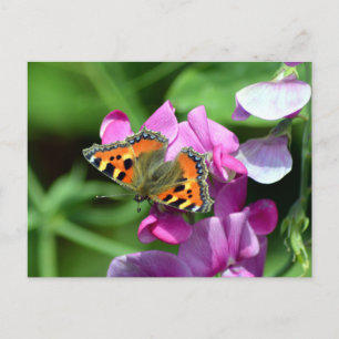 Cartão Postal Borboleta Tortoiseshell Pequena & Ervilhas-de-chei