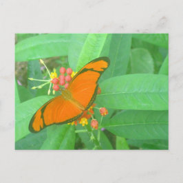 Cartão Postal Borboleta Tropical de Orange Julia