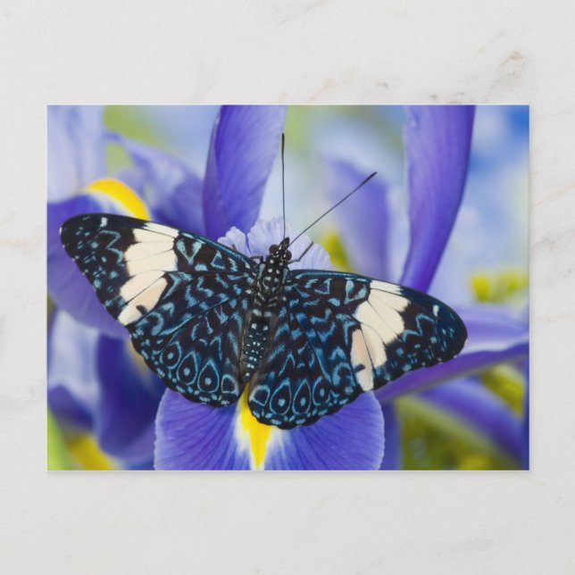 Cartão Postal Borboleta Tropical Roxa Íris (Frente)