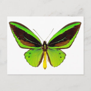 Cartão Postal Borboleta Verde Brilhante