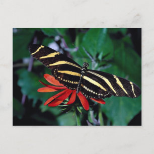 Cartão Postal Borboleta zebra na flor da videira flamejante mexi