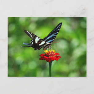 Cartão Postal Borboleta Zebra Swallowtail no Cartão-postal Red 