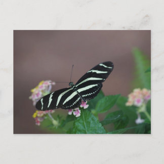 Cartão Postal borboletas
