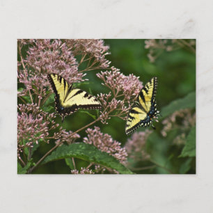 Cartão Postal Borboletas-do-pântano-Tigre em Joe Pye Weed