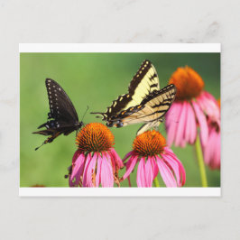 Cartão Postal Borboletas em Coneflowers, Ohio