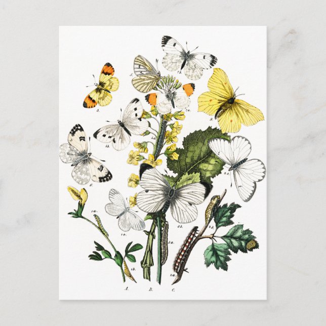 Cartão Postal Borboletas Europeias Vintage (Frente)