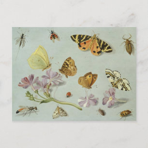 Cartão Postal Borboletas, mariposas e outros insetos