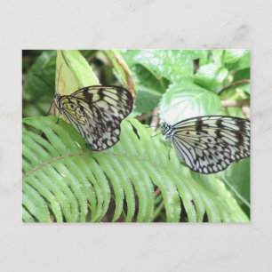 Cartão Postal Borboletas no cartão-postal Fern