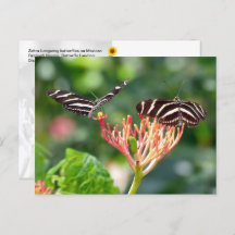 Borboletas Zebra Longwing, FL - cartão-postal