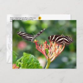 Cartão Postal Borboletas Zebra Longwing, FL - cartão-postal