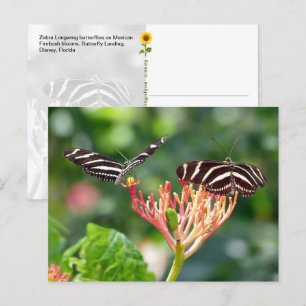 Cartão Postal Borboletas Zebra Longwing, FL - cartão-postal