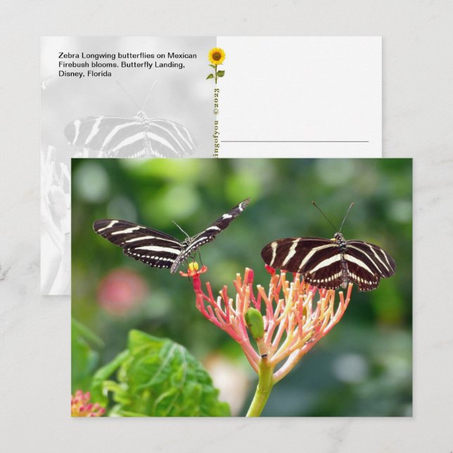 Cartão Postal Borboletas Zebra Longwing, FL - cartão-postal (Frente/Verso)