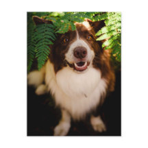Bord Collie Vermelho Feliz Espiando Através das Sa