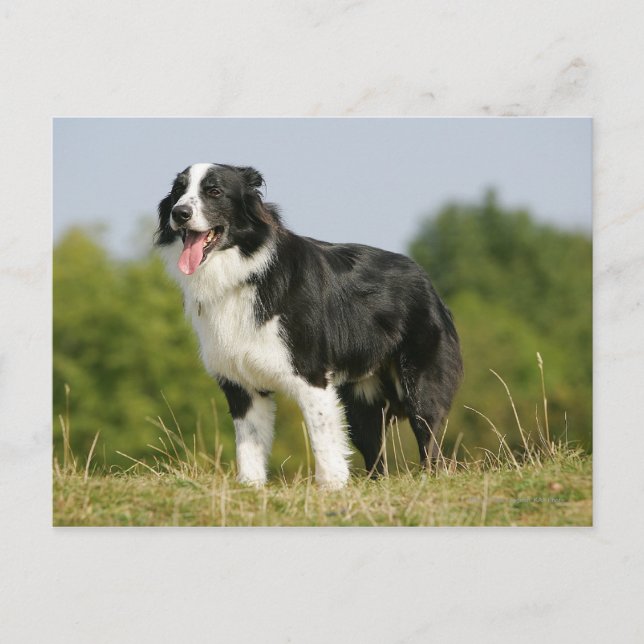 Cartão Postal Borda Collie Panting (Frente)