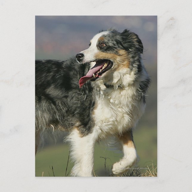 Cartão Postal Borda Collie Panting 2 (Frente)