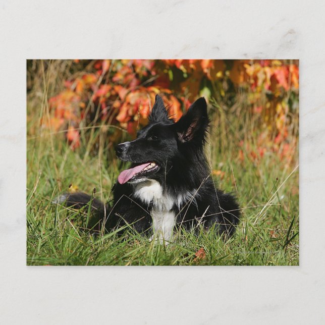 Cartão Postal Borda Collie Panting Deitado (Frente)