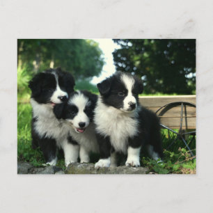Cartão Postal Borda Collie Puppy Dog - Olá, pensando em você