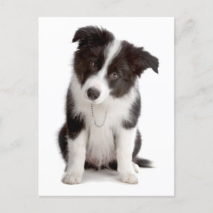 Cartão Postal Borda Collie Puppy Dog - Vazio, Olá, Amor
